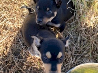 2x Pure Bred Kelpie Female Pups, 11 weeks old