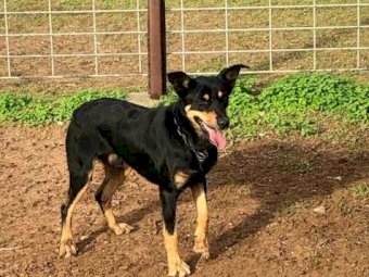 Kelpie Working Dog