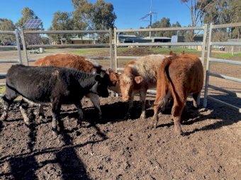 4 Shorthorn Future Breeder Heifers