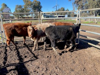 4 Shorthorn Future Breeder Heifers