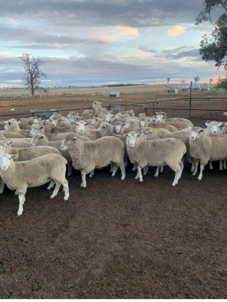 400 First Cross Ewe Lambs