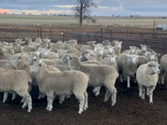 400 First Cross Ewe Lambs