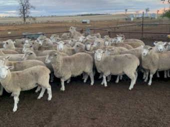 400 First Cross Ewe Lambs