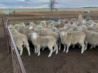 400 First Cross Ewe Lambs