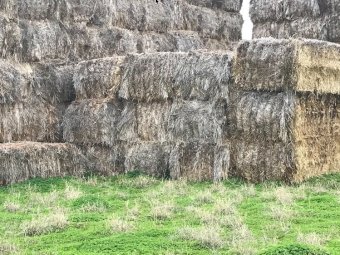 100 x Barley Straw 450-500kg 8x4x3 Bales