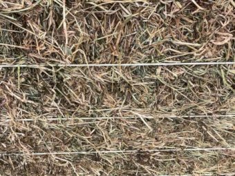 250mt Clover & Rye Hay 500-540kg 8x4x3 Bales