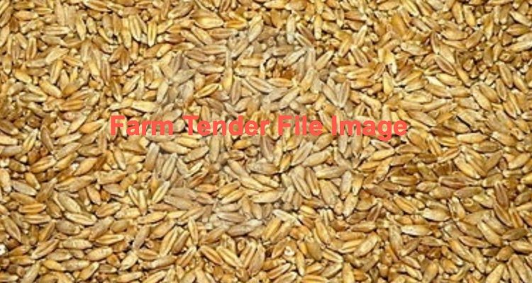 28mt Triticale 20/21 Season