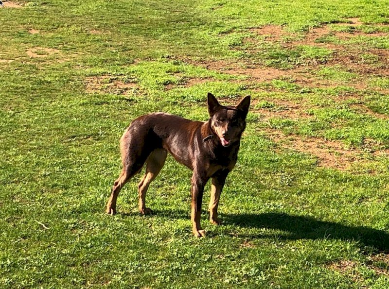 Brown & Tan Kelpie Bitch