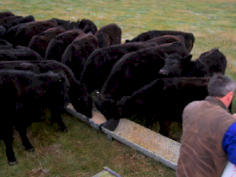 RPM Feed Troughs - Made from 100% Recycled Plastic.