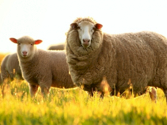 TPM BOOST GO GRASS OPTIMISER formulation for Cattle and Sheep
