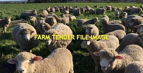 WANTED 200-400 Corriedale Ewes