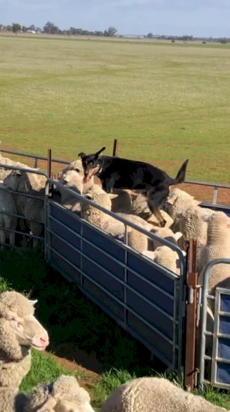Male Kelpie Dog (Experienced & fully trained)