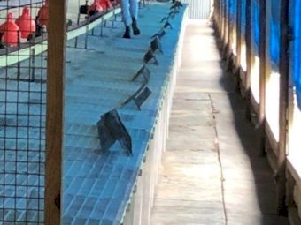 Jansen Barn Laid System, capacity 4000 hens