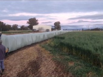 20mt Oaten Silage With A Trace Of Vetch (Lot 1)