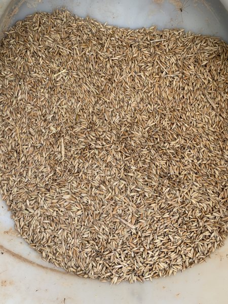 150mt Yarran Oats