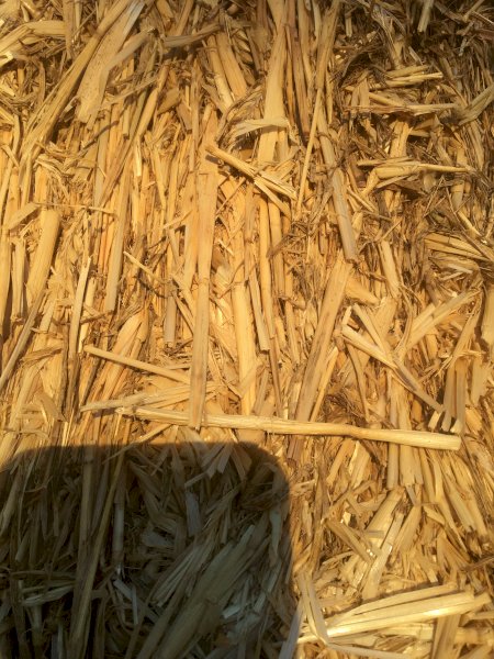 250 mt Barley Header Tailings Shedded