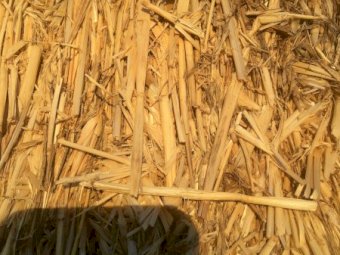 250 mt Barley Header Tailings Shedded