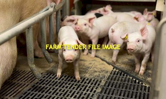 WANTED Pig Flooring