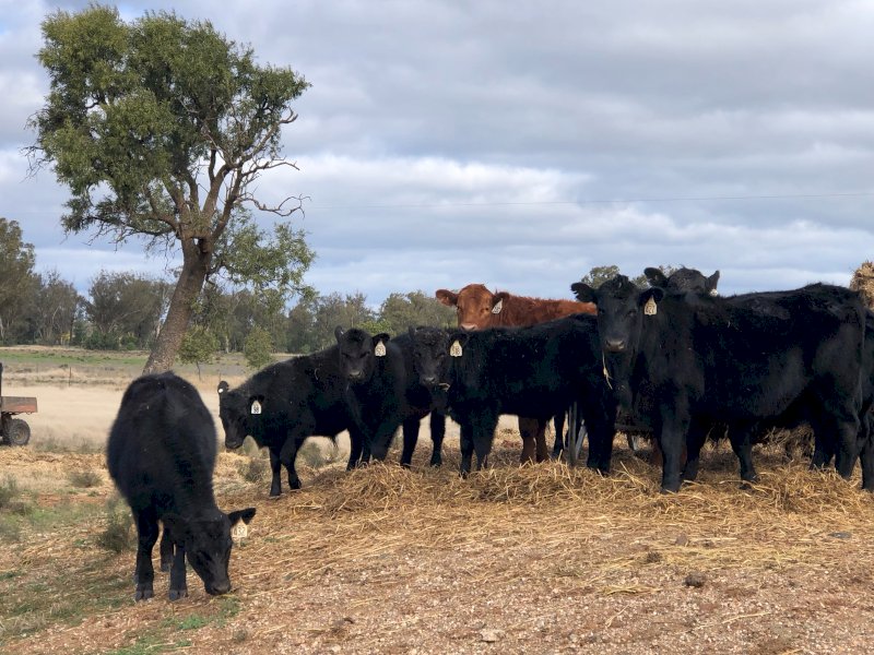 11 x Angus Steers