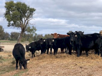 11 x Angus Steers
