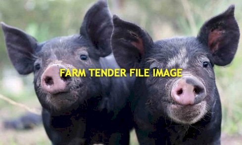 20 Berkinshire X Large Black Piglets