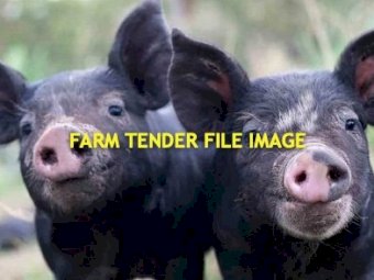 20 Berkinshire X Large Black Piglets