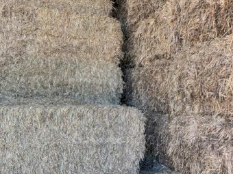 150mt Oaten Hay 620kg 8x4x3 Bales