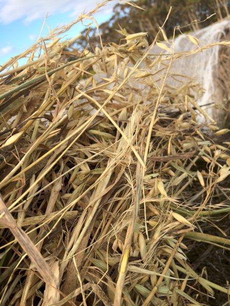 Oaten Hay 5x4 Rolls
