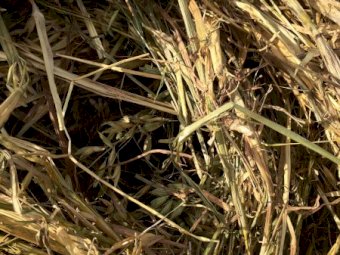 Oaten Hay 5x4 Rolls