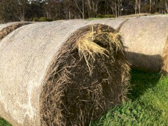Oaten Hay 5x4 Rolls