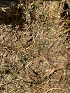 Vetch Hay