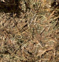 Vetch Hay