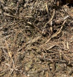 Shedded Vetch Hay