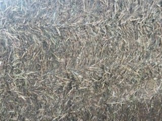 Shedded Vetch Hay