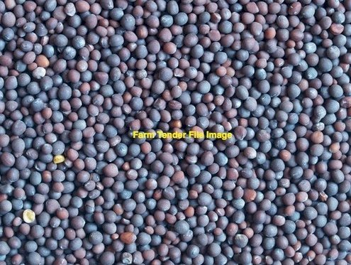 28mt  Vetch Seed