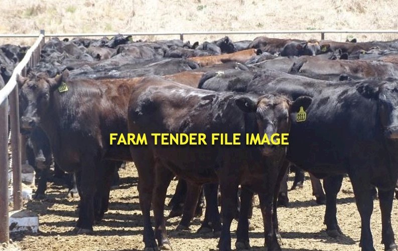 WANTED F1 Wagyu