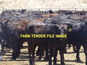 WANTED F1 Wagyu