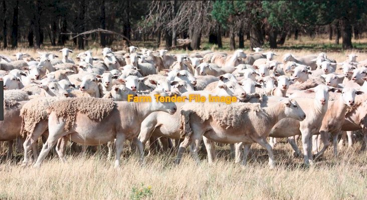 WANTED 10 Dorper Ewes