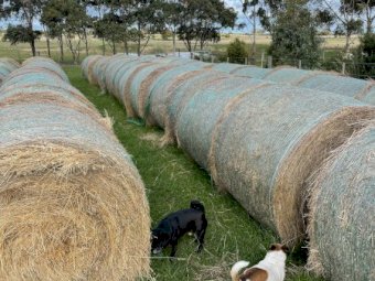 126 x 5x4 Rolls of Clover Rye and Oaten Hay
