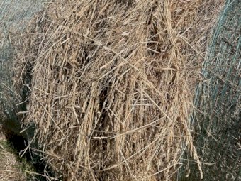 126 x 5x4 Rolls of Clover Rye and Oaten Hay