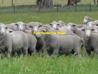 350 Young Merino Ewes with 108% Cross Bred Lambs at foot