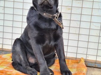 Purebred Labrador Puppies