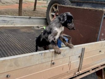 Koolie/Collie x Kelpie Pups