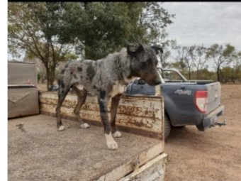Koolie/Collie x Kelpie Pups