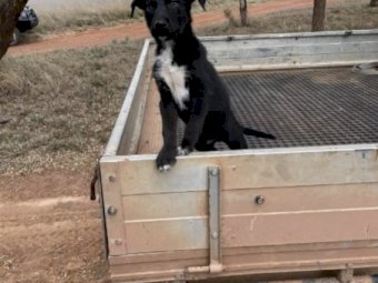 Koolie/Collie x Kelpie Pups