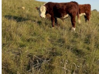 2 Imported Genetics Hereford Bulls