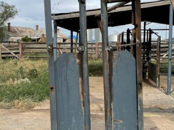 Cattle Head Bale