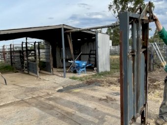 Cattle Head Bale