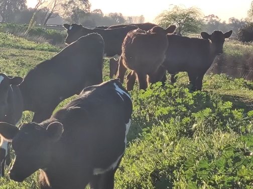 30 Friesian Jersey Cross Heifer Calves