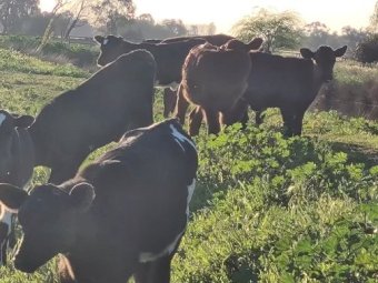 30 Friesian Jersey Cross Heifer Calves